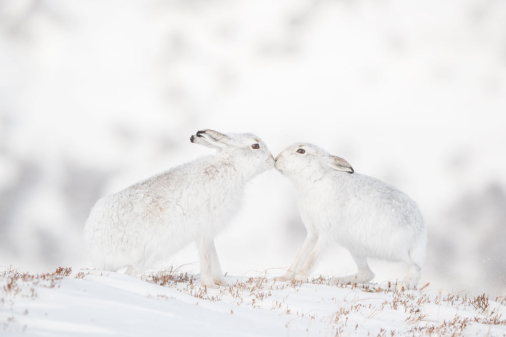 A picture of two white hares nose to nose