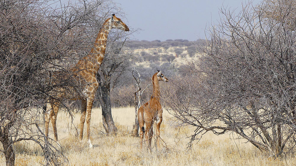 A spotless giraffe, pictured in Namibia, was seen and photographed for the first time in the wild just weeks after another animal with this type of coloring was born at a U.S. zoo.