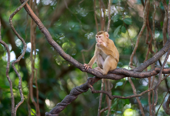 Pig-tailed macaques are trained to climb trees and pick coconuts on farms throughout southern Thailand. When they’re not working, they’re often kept in chains.