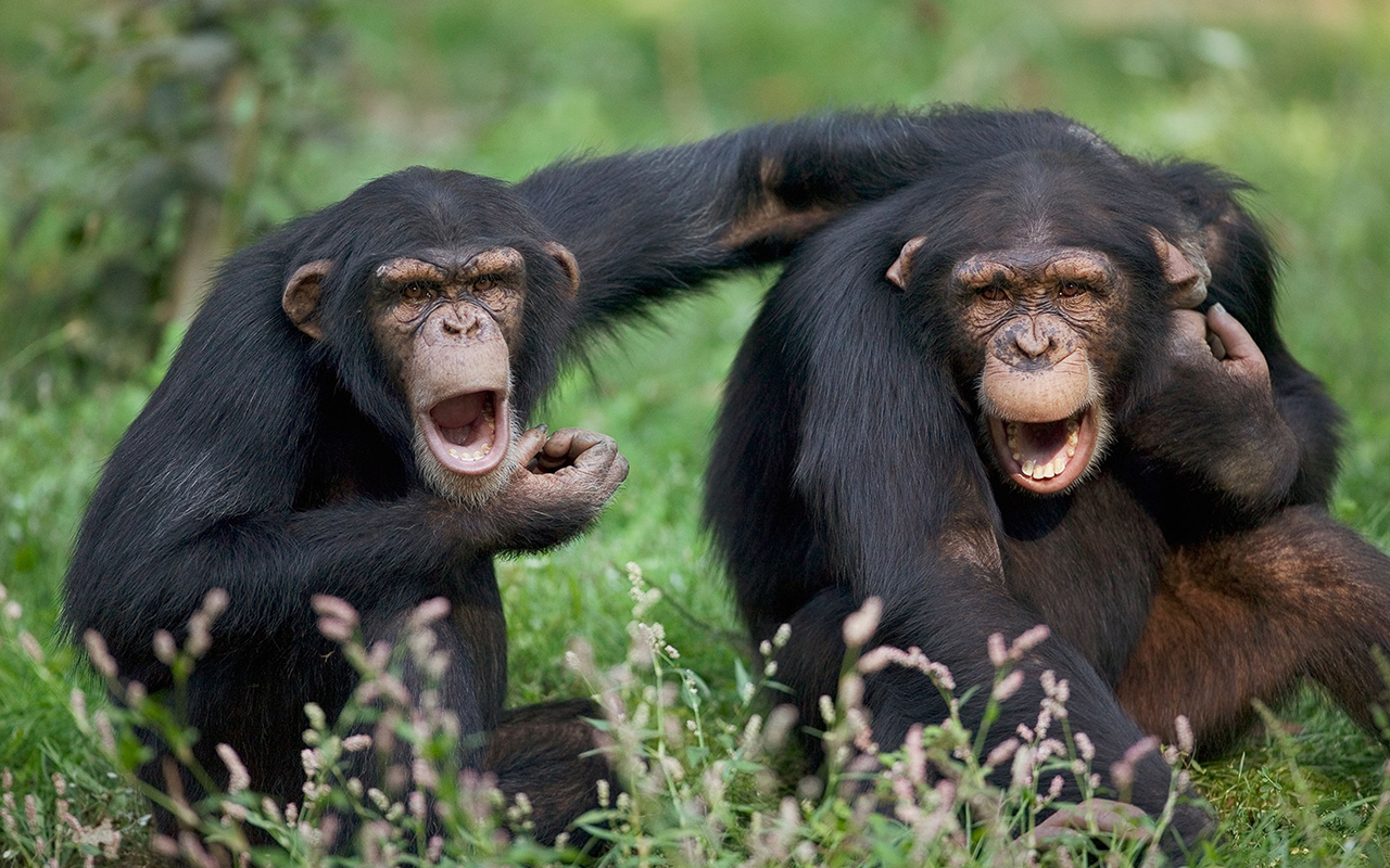 A photo of two chimpanzees.