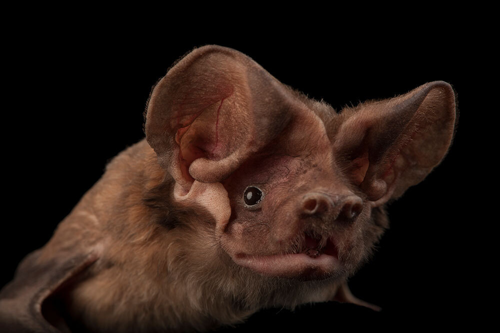 Florida bonneted bat