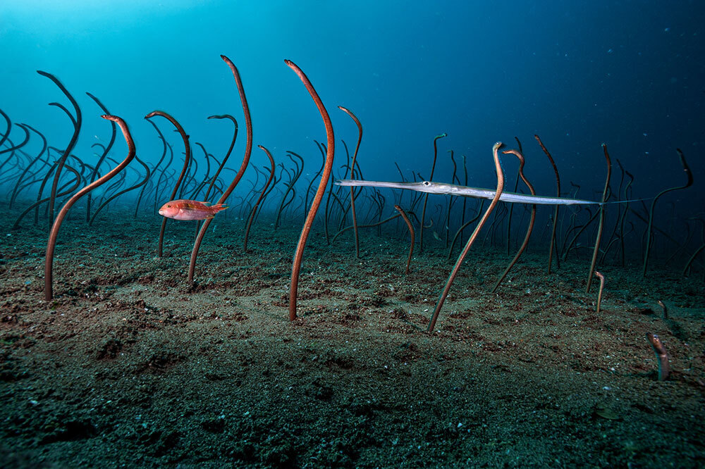 A picture of two fish swimming through a field of swaying eels