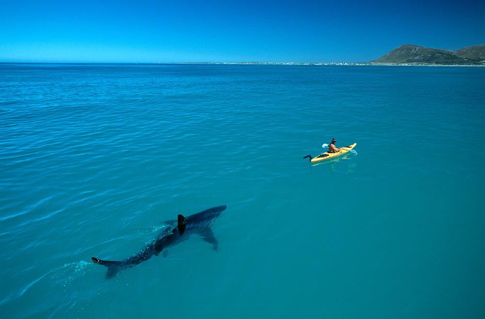 a great white shark swimming behind a kayak in South Africa