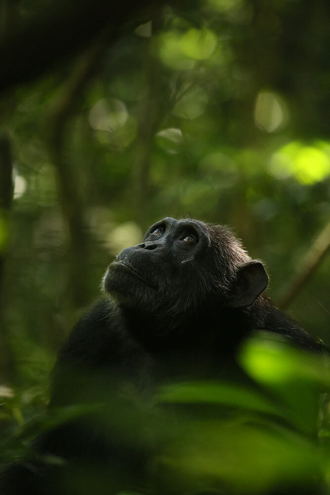 Leonora, a post-reproductive female of the Ngogo community of chimpanzees in Kibale National Park, Uganda.