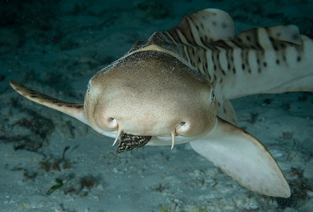 A juvenile shark cruises a sea pen