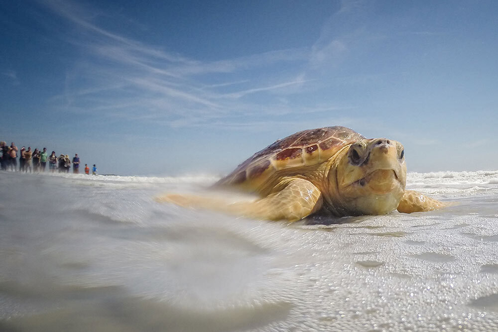 a loggerhead sea turtle