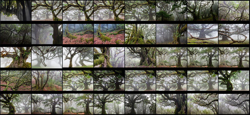 A grid of images of misty trees