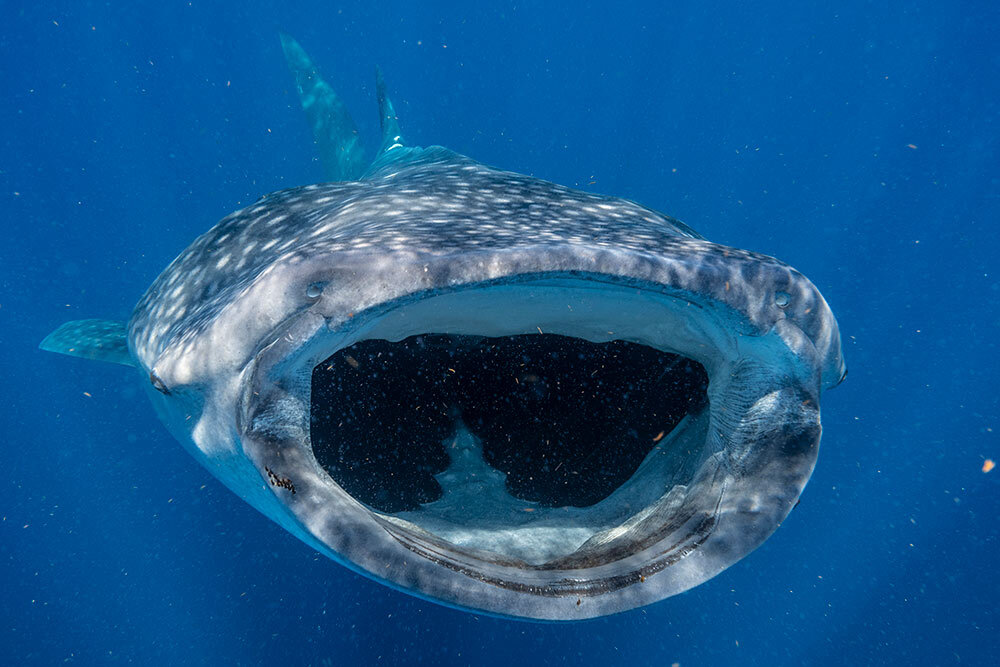 a whale shark