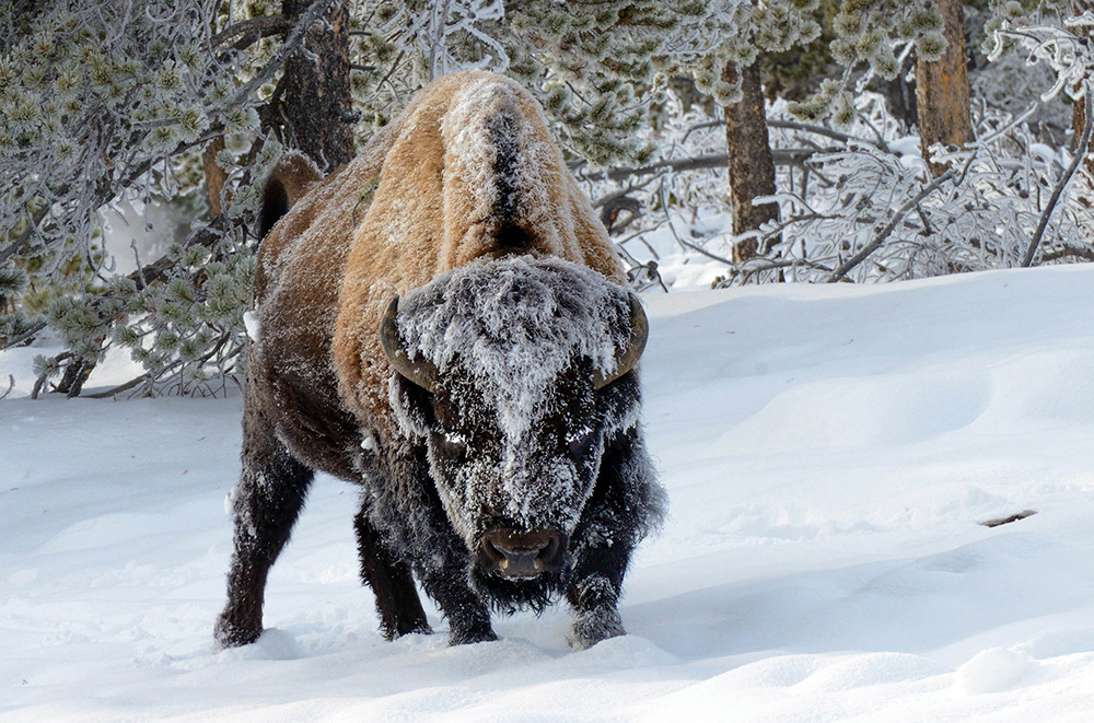 A buffalo dusted in snow