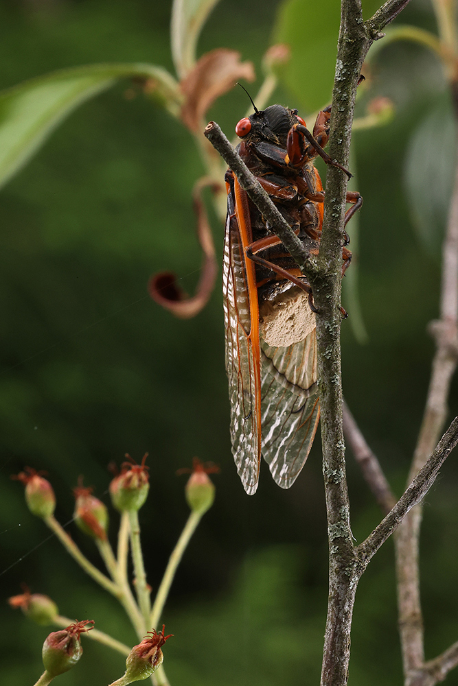 A cicada with the fungus at its rear