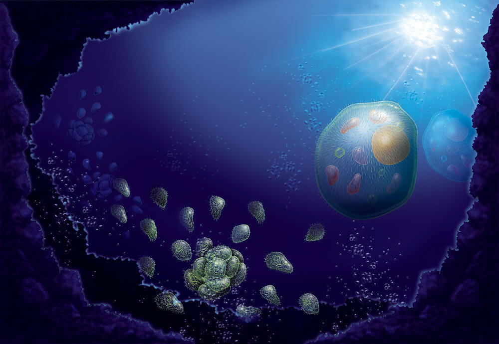 an illustration depicts the possible evolution of eukaryotes in the ocean over a billion years ago