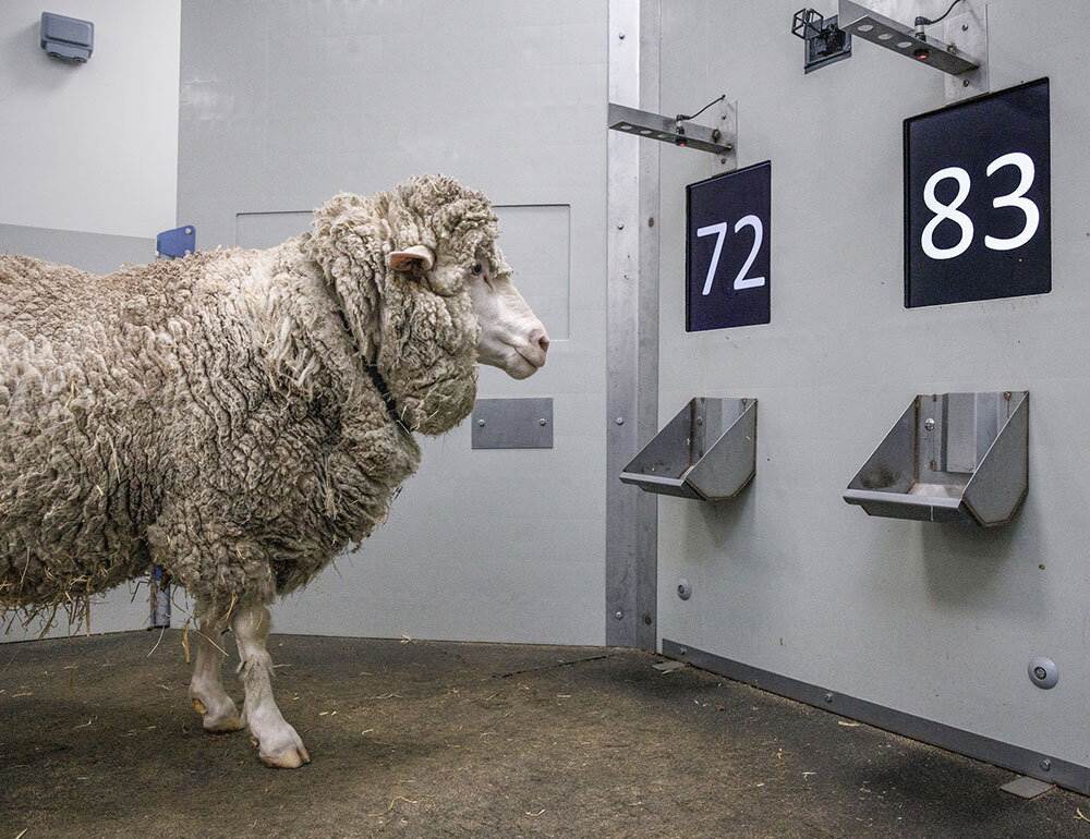 A sheep stares at two numbers on a wall