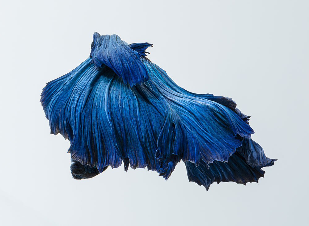 Siamese fighting fish