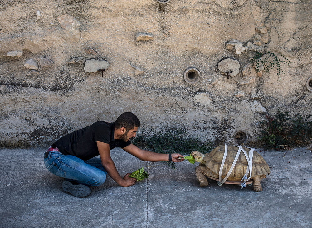 a man feeds a tortoise