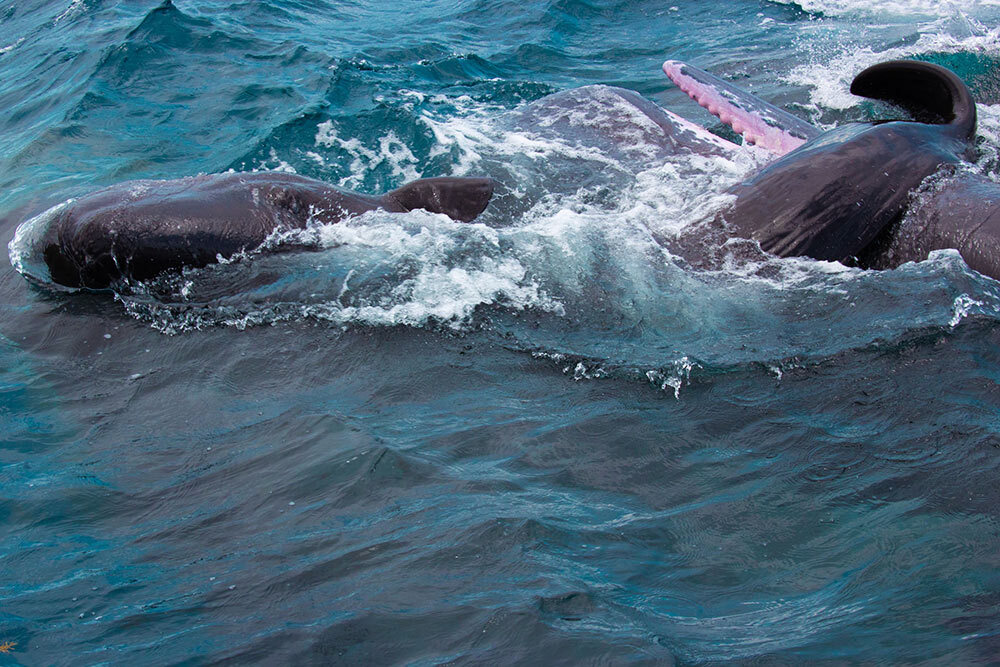 The newborn sperm whale is still "floppy" so adult whales stay close to keep the calf afloat.