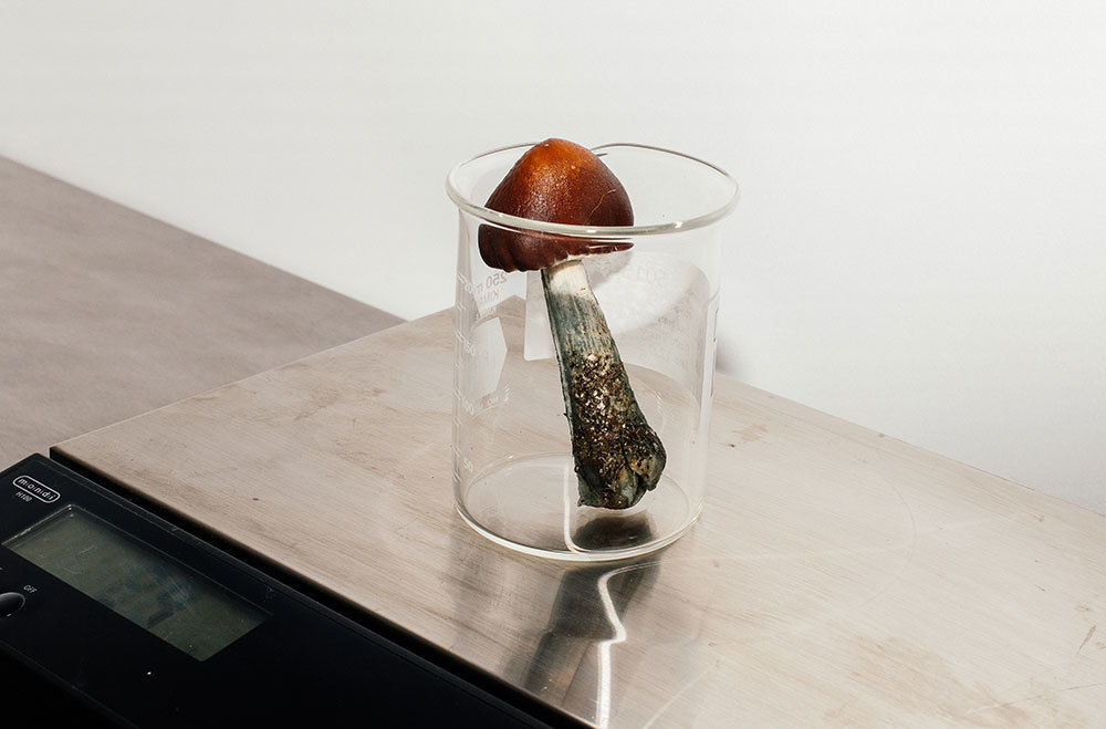 A picture of a mushroom in a glass beaker