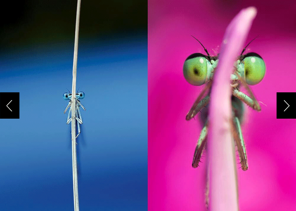 two pictures of insects with big eyes