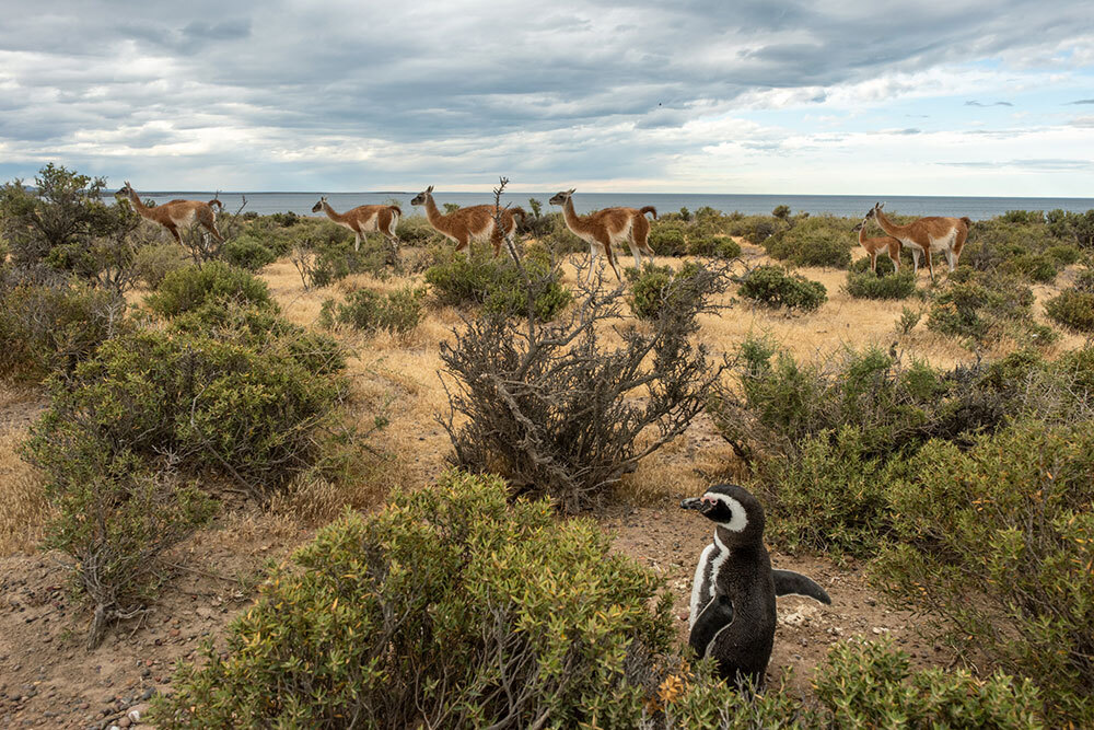 A Magellanic penguin and guanacos in the Punta Tombo reserve