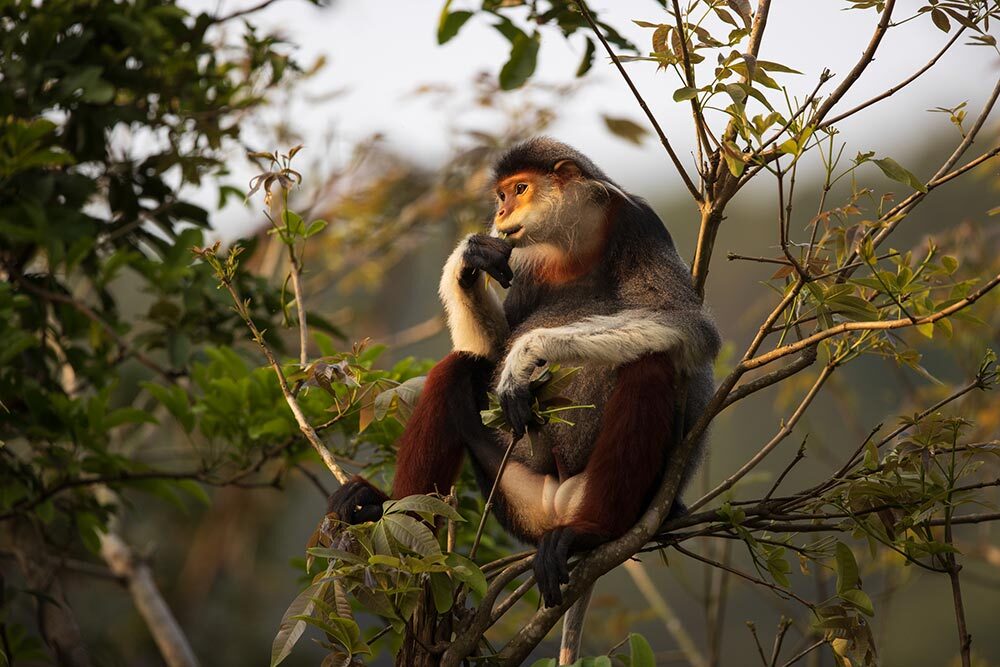 a red-shanked douc sitting in a tree