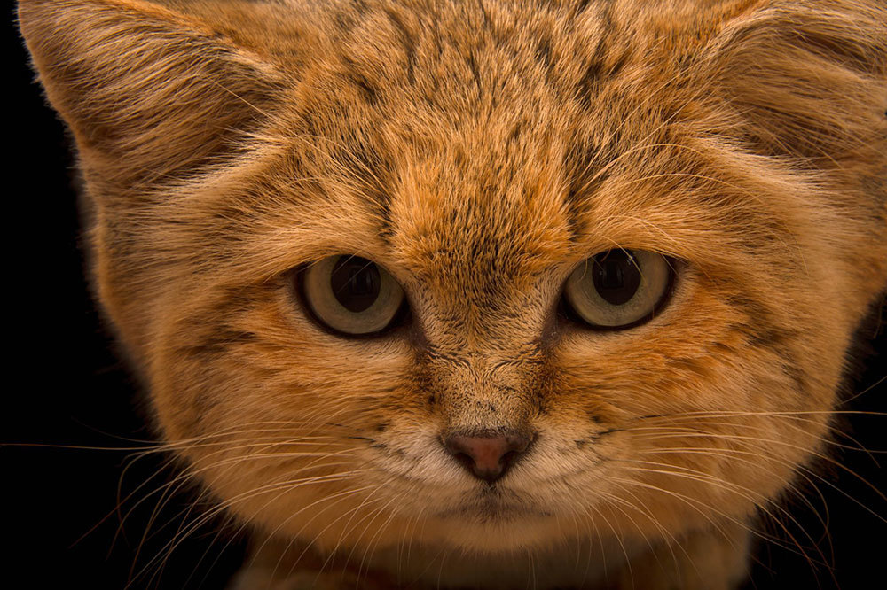 A picture of a cat with a wide square face