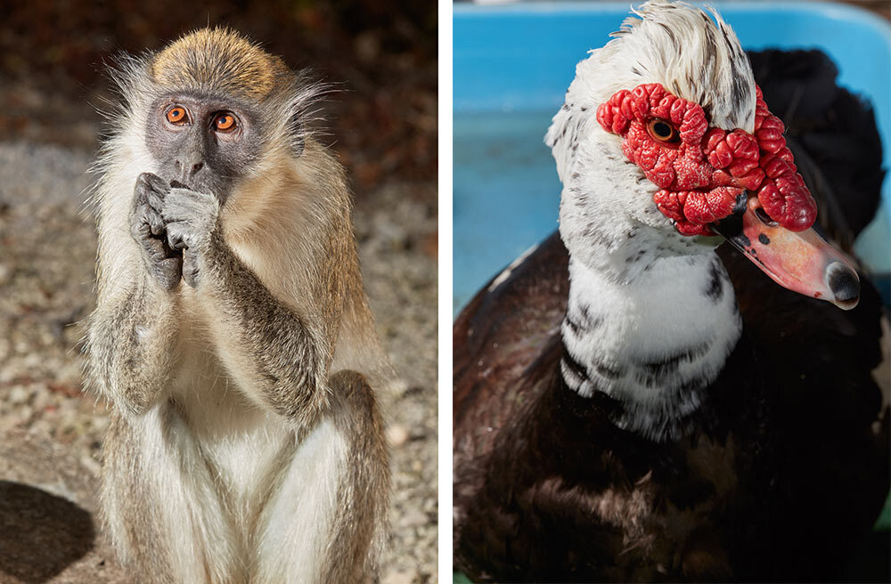 Left: A colony of vervet monkeys lives near Fort Lauderdale-Hollywood International Airport. They’re believed to be descendants from a breeding center that supplied primates for biomedical research in the 1940s.Right: Many Floridians have a peculiar hatred for Muscovy ducks, which are native to Central and South America. This one lives at Duck Haven, in Margate, Florida, the only rescue facility in the state exclusively dedicated to the species.