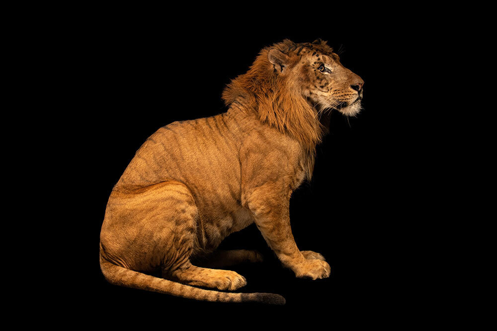 A picture of a lion tiger hybrid on a black background