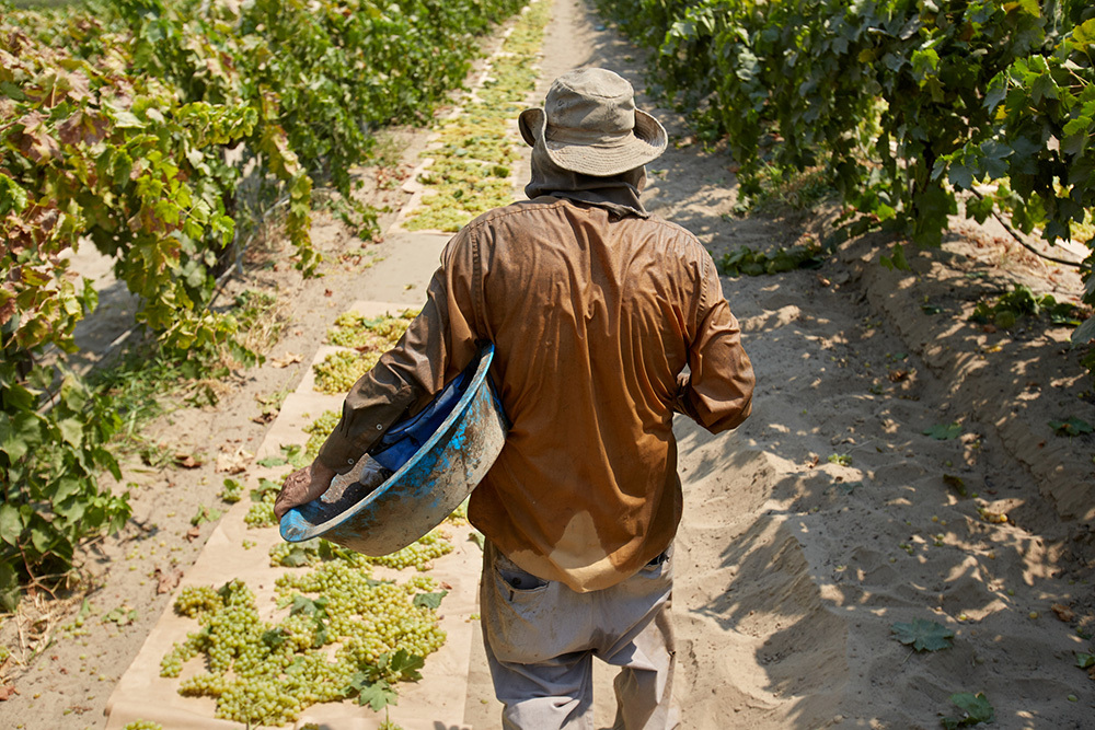 A grape harvester, seen from behind, his shirt drenched in sweat as he walks between rows of grapevines