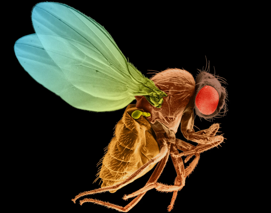 In October, a study comprehensively mapped out the brains of fruit flies, Drosophila melanogaster, for the first time. That was only one of the many major scientific discoveries in 2024. 