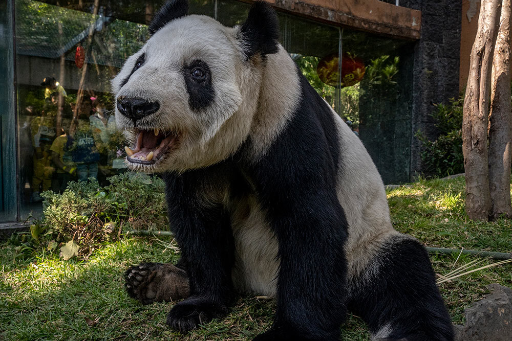 Mexico's last giant panda, Xin Xin, lounges in her habitat at the Chapultepec Zoo in Mexico City.