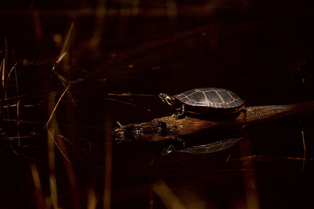 a turtle sits on a log at night