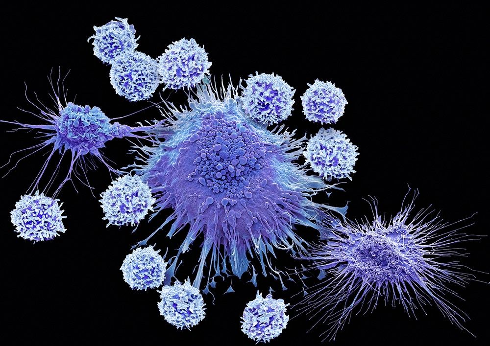 A micrographic view of a large macrophage; two smaller spiky appearing dendritic cells