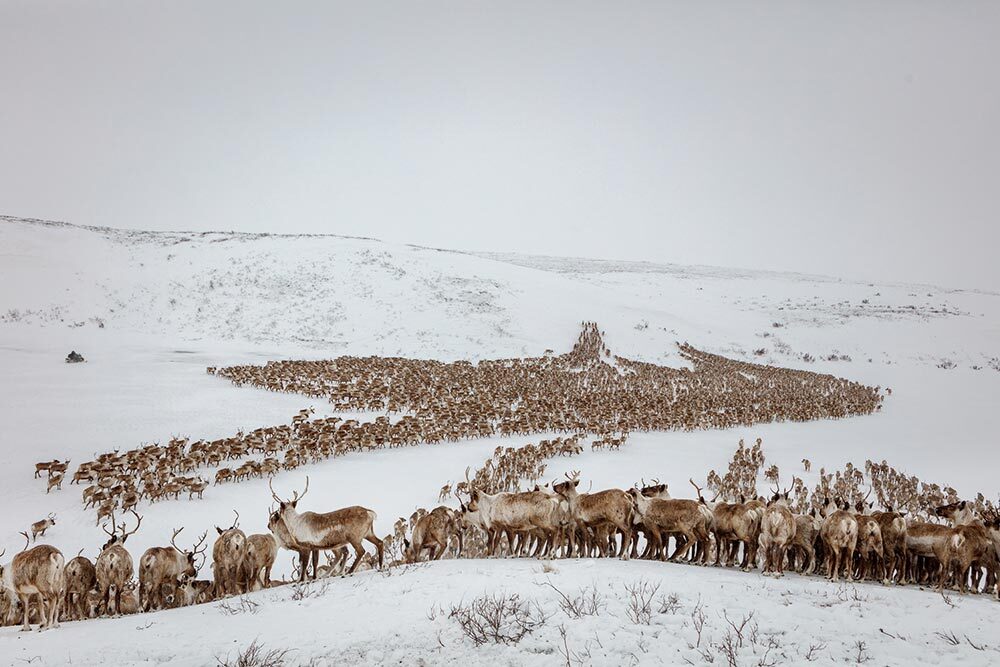 The last free-range herd: that's how this group of 4,000 reindeer are known in Canada.