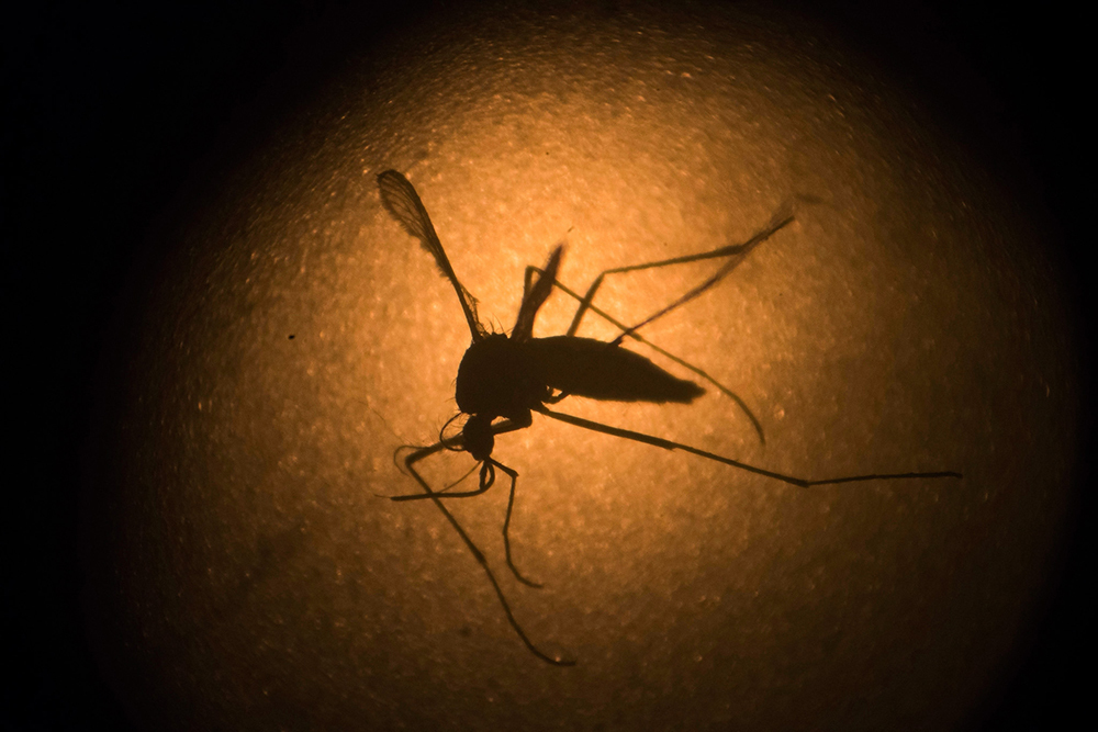 A mosquito is silhouetted by light that frames it.