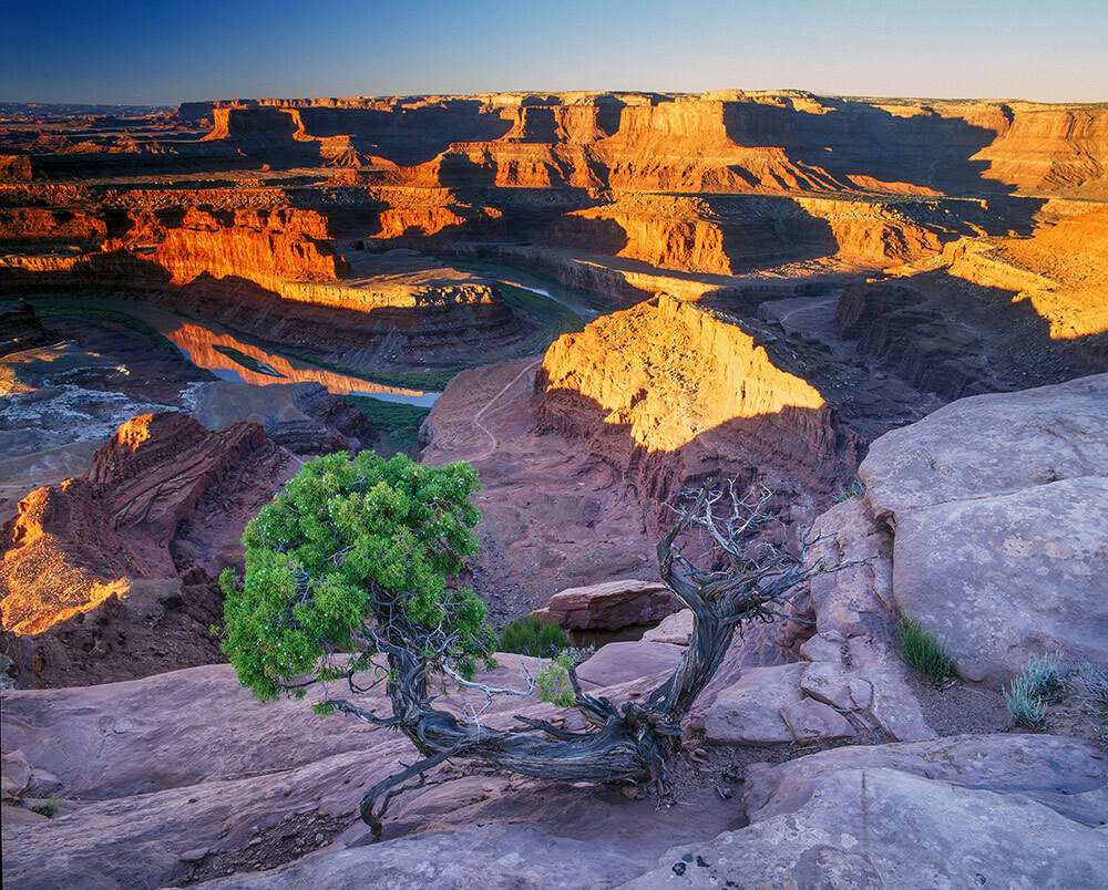 A juniper tree, with green leaves and a grey, twisted trunk grows in rocks in a canyon with a river snaking through