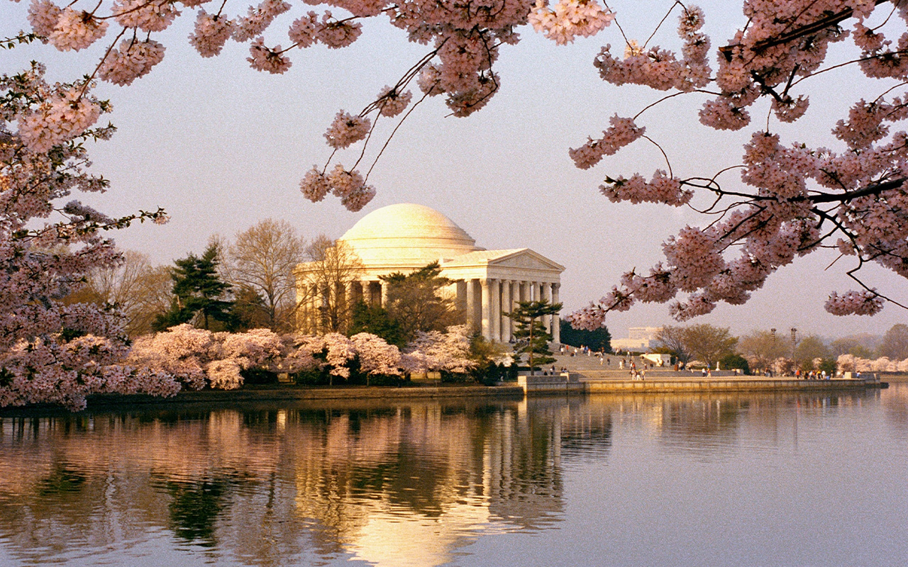 Cherry blossoms line the Tidal Basin near the Jefferson Memorial in Washington, D.C.