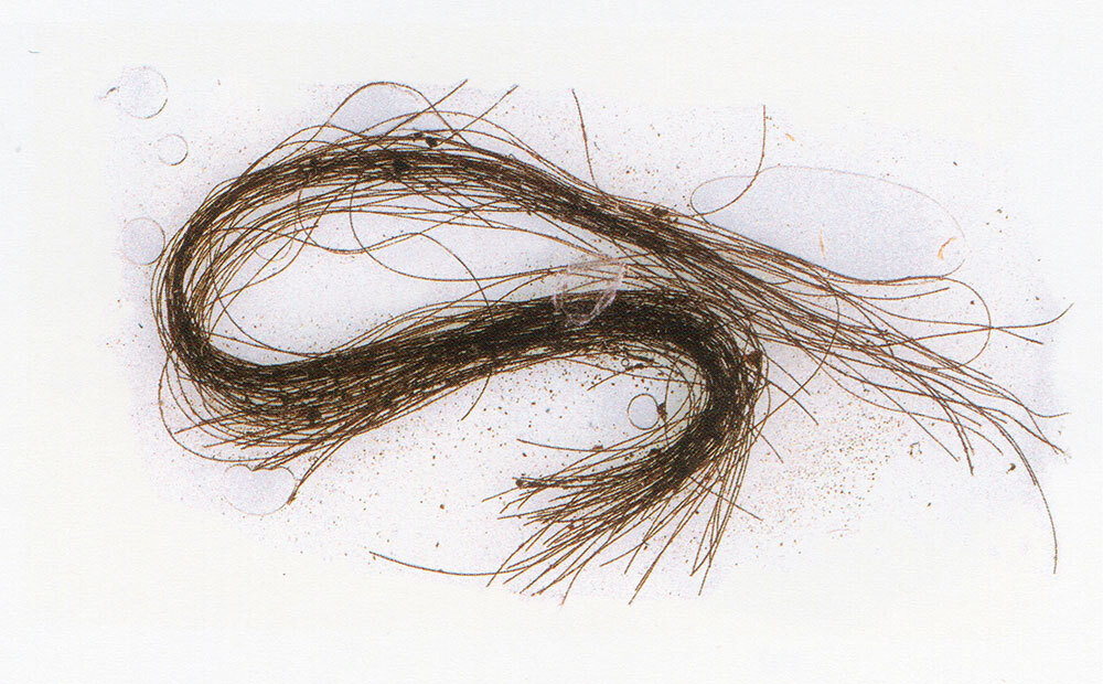 A sample of ancient hair