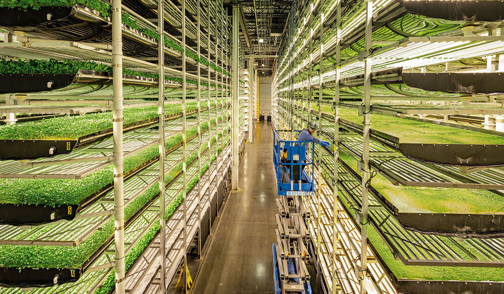 Plants are growing on trays stored on shelves several stories tall.