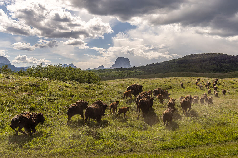 buffalo roaming