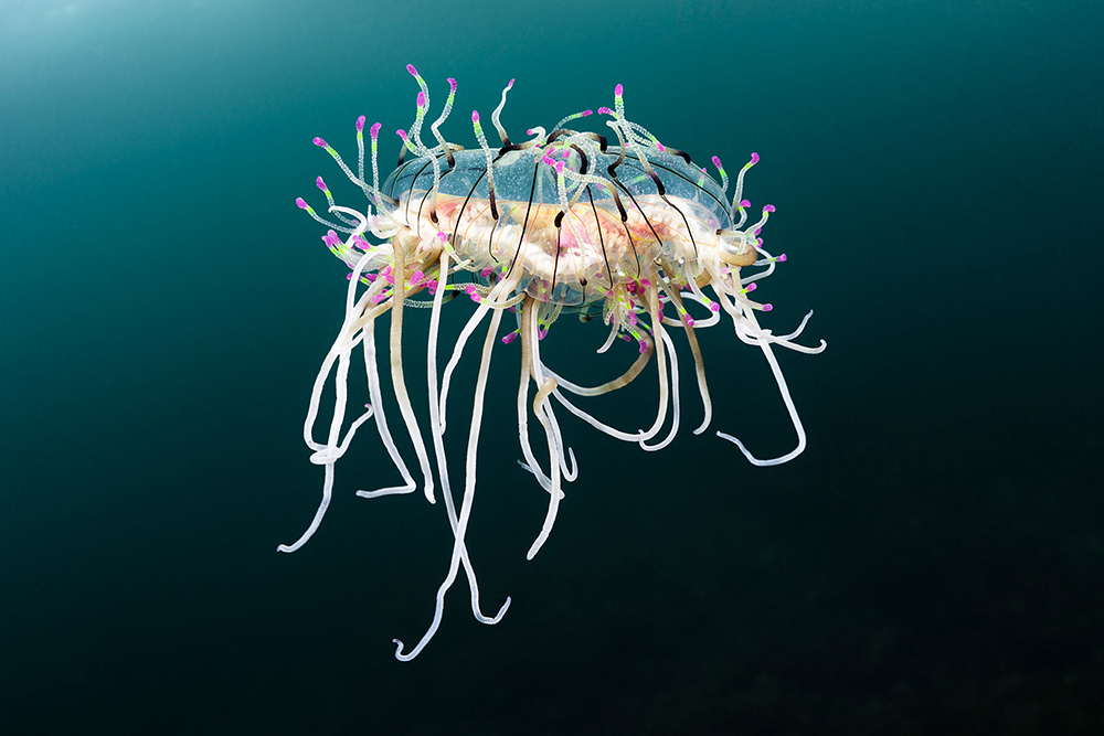 A jelly fish floats in the Pacific Ocean