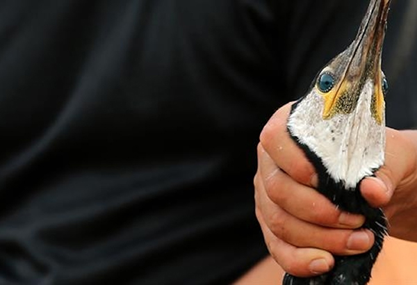 Some fishers in Japan still practice ukai, in which cormorants dive for a fresh catch.