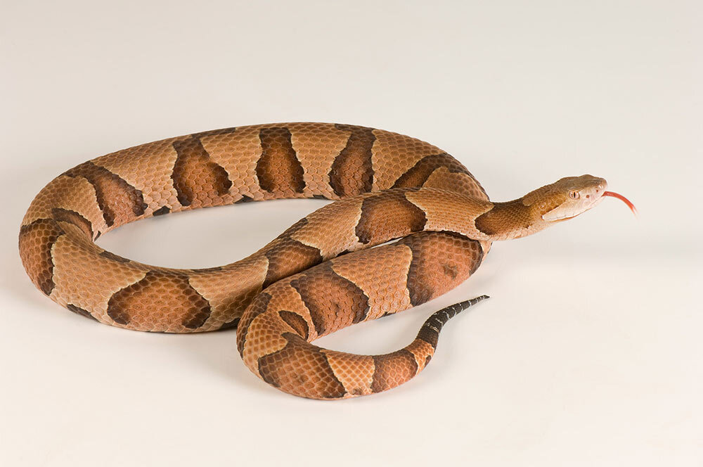 a copperhead snake