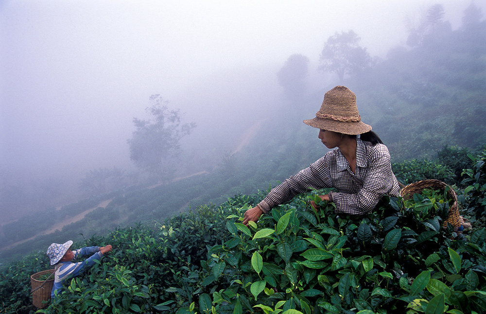 Women pick tea leaves from the misty hills