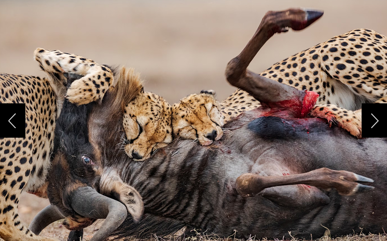 The coalition of cheetahs known as the Magnificent Five has taken down a wildebeest.