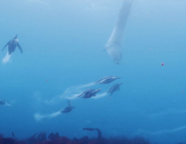 Penguins swim away from a leopard seal