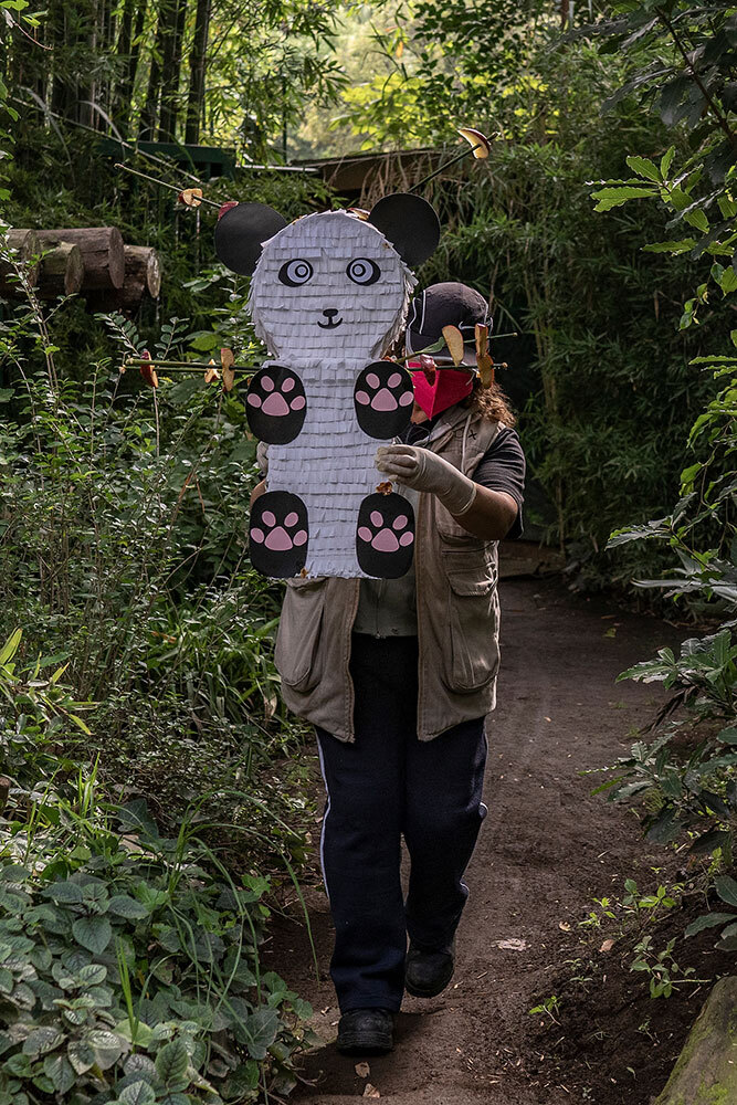 A zoo worker holding a panda piñata