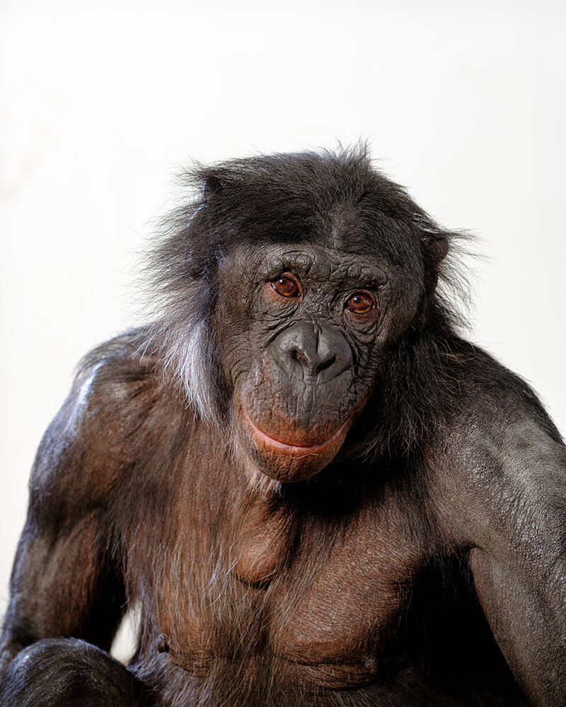 A portrait of a bonobo