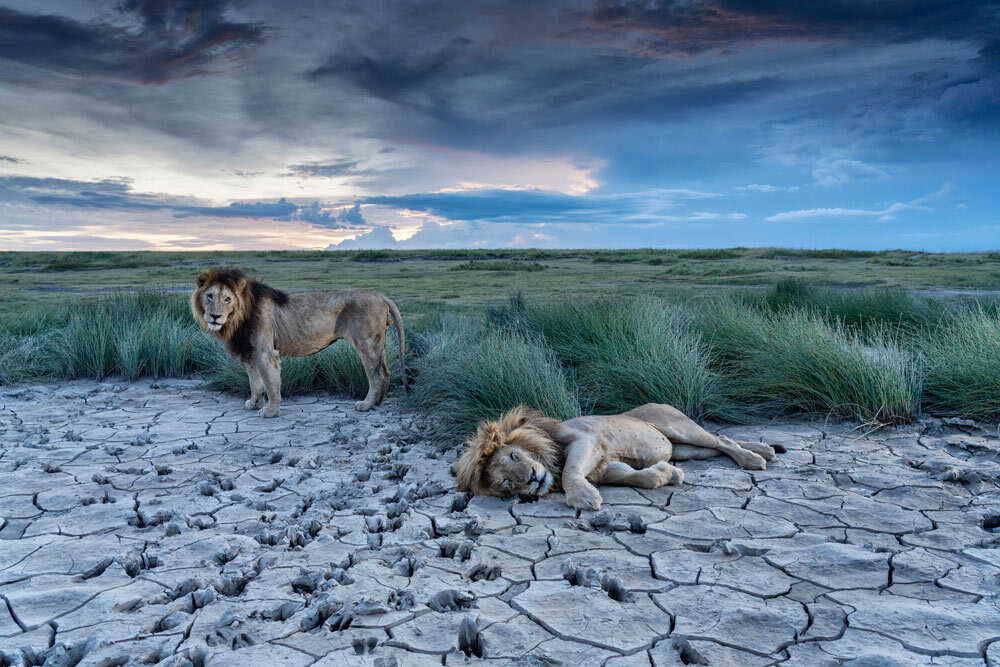 In Tanzania’s Serengeti National Park, two male lions take a break in a dry lake bed.