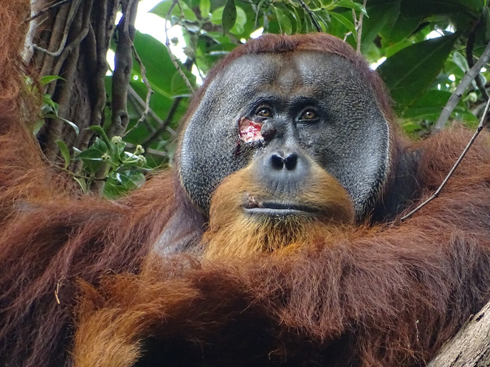 An adult male orangutan with a fresh, pink and red wound visible below its eye