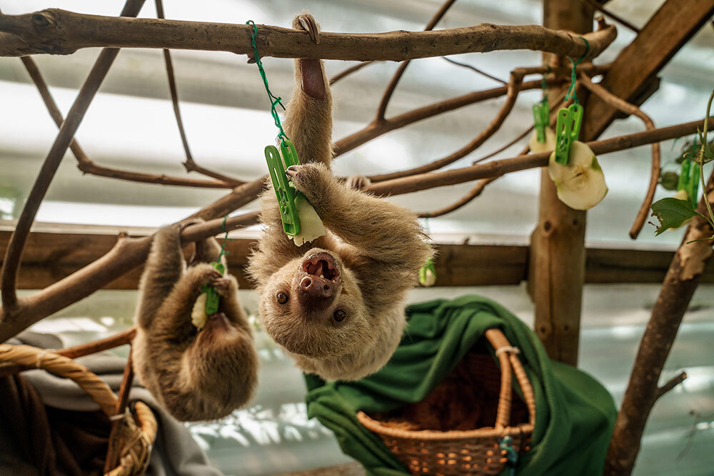 Rescued two-toed sloths hanging from branches