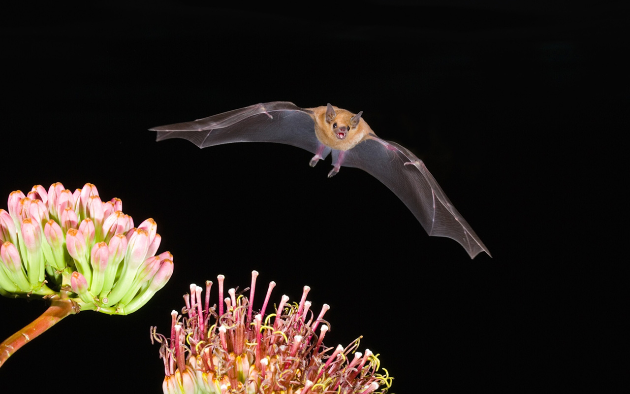 The lesser long-nosed bat, a crucial pollinator for desert ecosystems, is one of only three bat species in North America that feed on nectar.